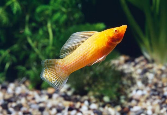 Best Fish Food For Mollies