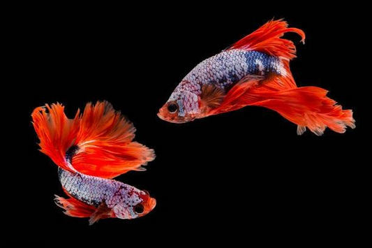 All you need to know about Koi fighters