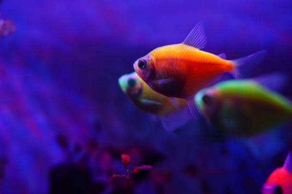 A Guide to Feeding Tetra