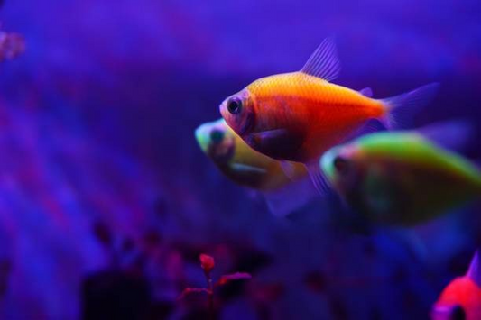 A Guide to Feeding Tetra - Intan Aquarium Feeds
