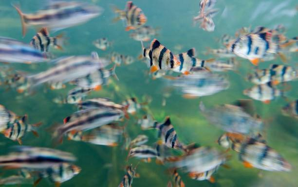 Best fish food for Barbs