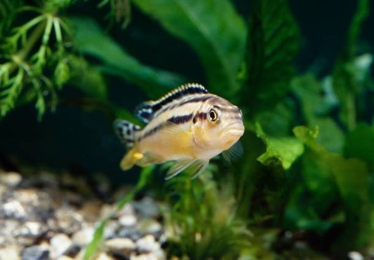 A Guide To Feeding Mbunas