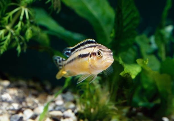 A Guide To Feeding Mbunas