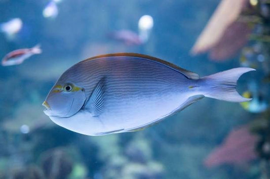 Best Fish Food For Surgeonfish