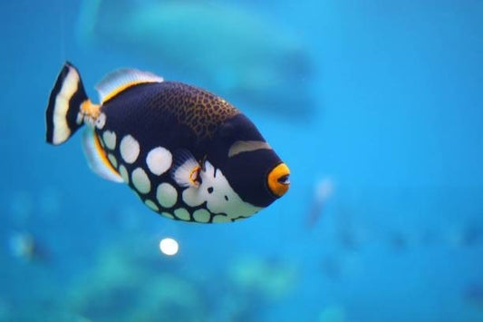 Clown Triggerfish: All You Need To Know!