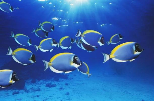 All you need to know about Tangs