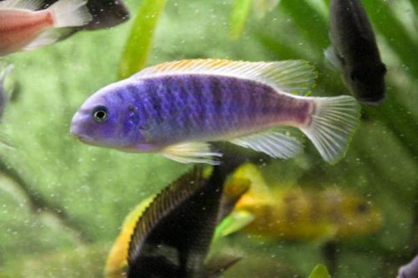 A guide to feeding: Cichlids