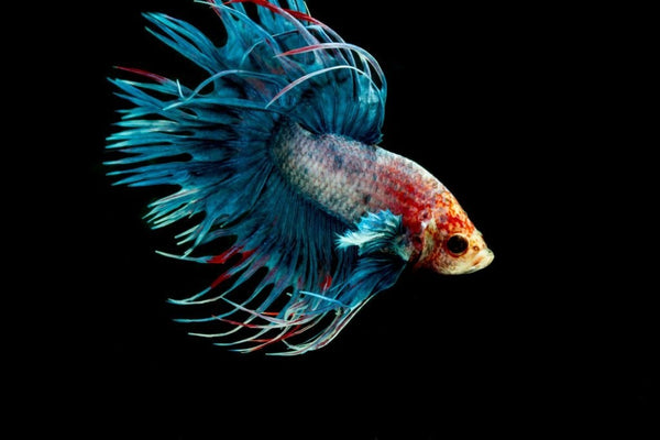 Best Fish Food For Crowntail Betta