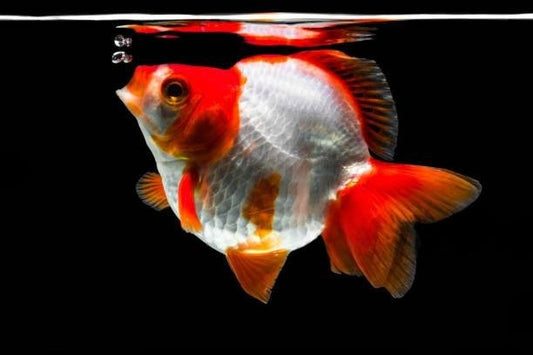 All You Need To Know: Ryukin