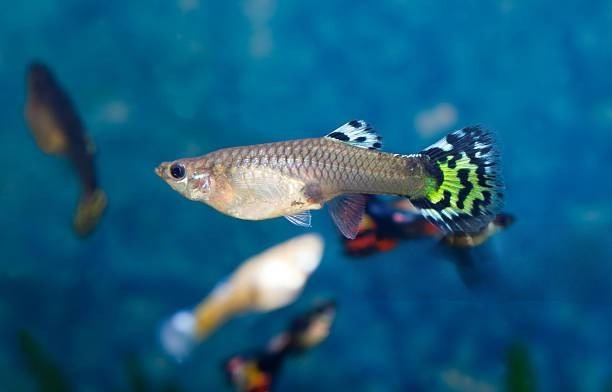A Guide To Feeding your Guppies - Intan Aquarium Feeds