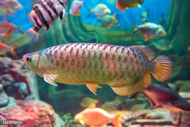Best Fish Food For Arowanas