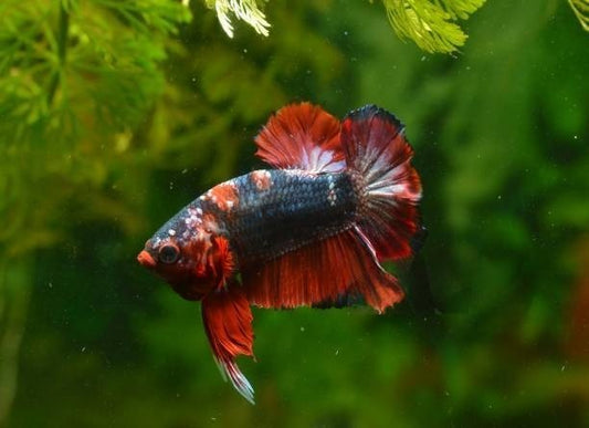 A guide to feeding: Koi Fighters