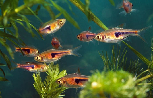 Best fish food for Rasboras