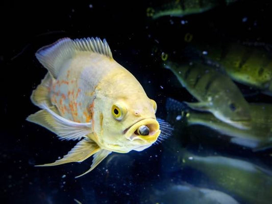 All You Need to Know About Oscar Fish