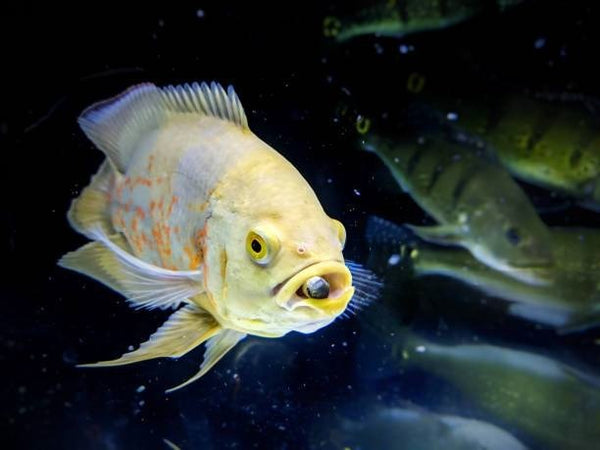 All You Need to Know About Oscar Fish