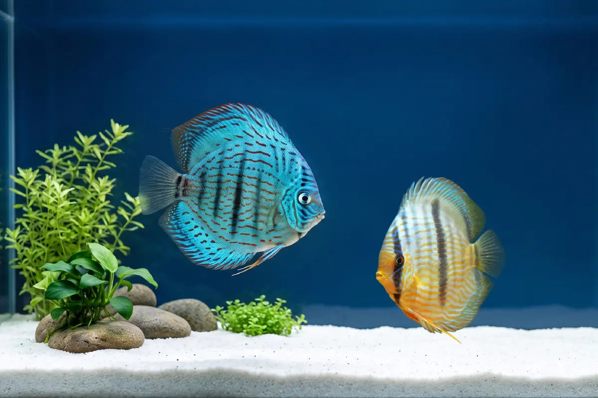 new-discuss-fish