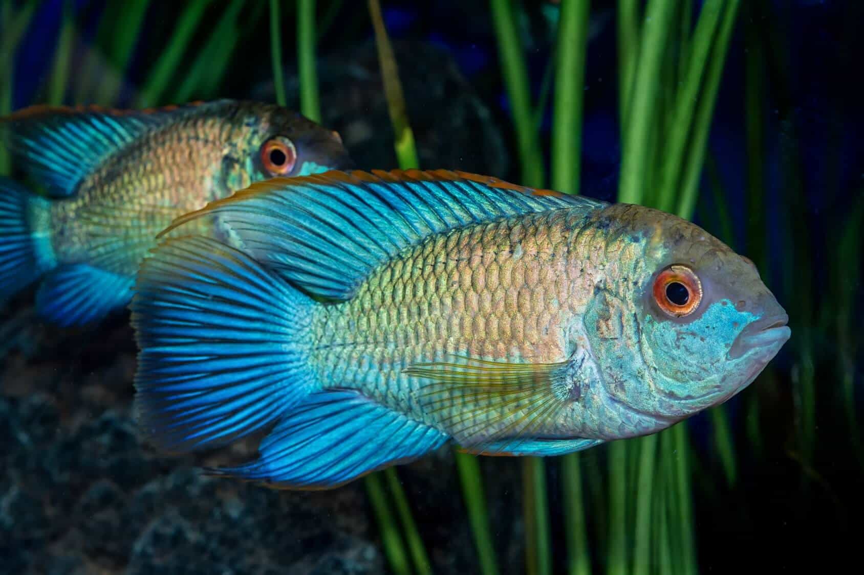 Electric Blue Acara: All You Need to Know! – Intan Growel