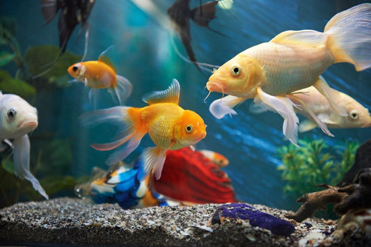 Fish-Friendly Feng Shui: Optimizing Your Aquarium’s Energy Flow