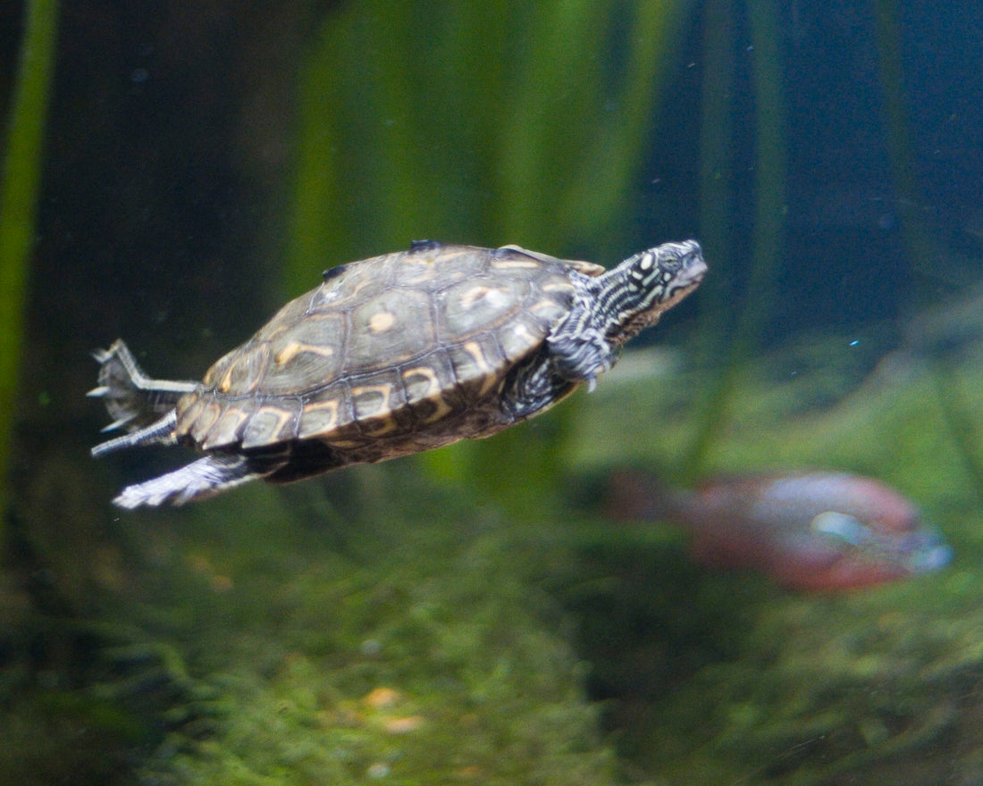 Feeding Your Pet Turtle: A Complete Nutrition Guide