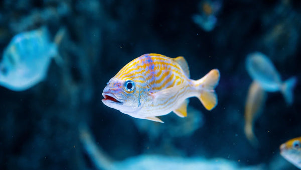 Fish Food: The Complete Guide - Intan Fish Food