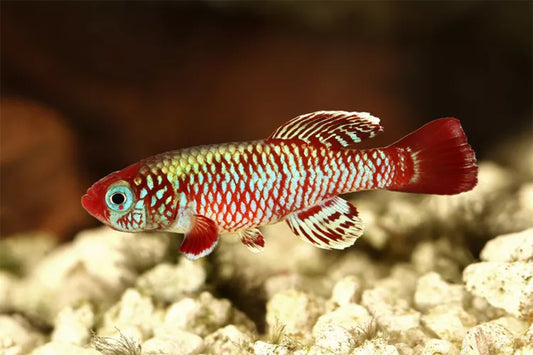 Killifish: A Colourful and Unique Exotic Fish for Your Aquarium