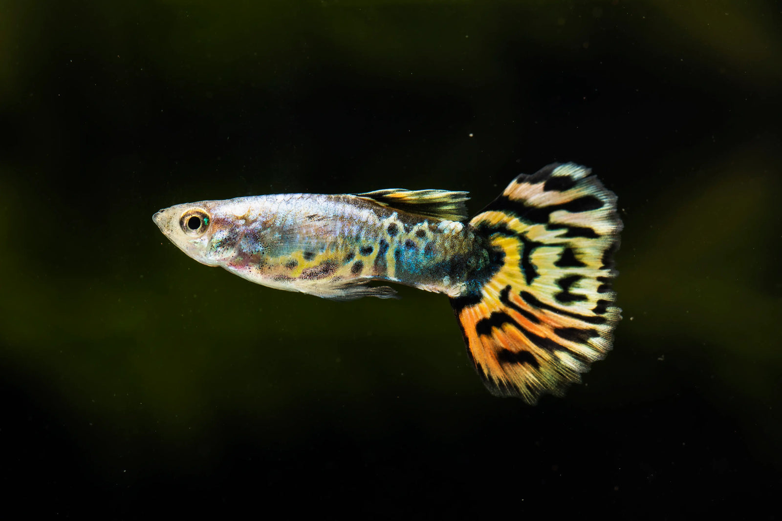 Who Can Live with Molly Fish? Best Tank Mates Explained