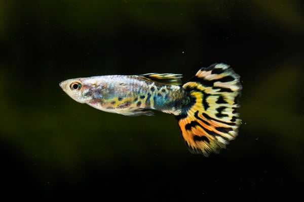 Who Can Live with Molly Fish? Best Tank Mates Explained