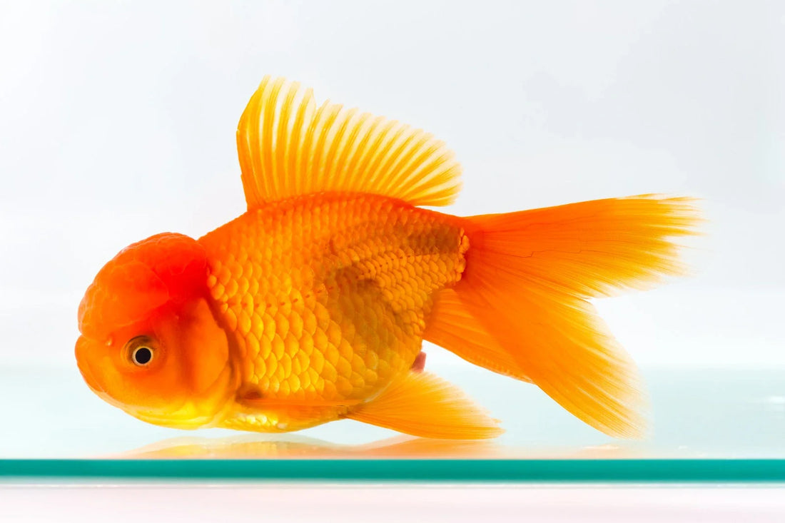 Oranda vs Redcap vs Lionhead goldfish - Intan Fish Food
