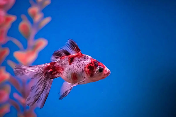 Swimbladder Disease in Fancy Fish: Signs, Reasons, and Treatment