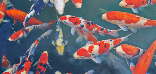 All you need to know about Koi Fish