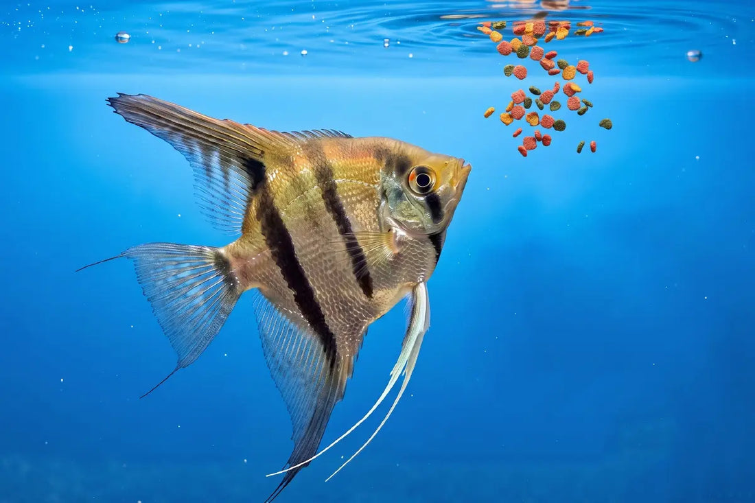 What Should You Feed Your Angelfish?