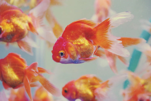 What is Your Fish Telling You Understanding Goldfish Behaviour - Intan Fish Food