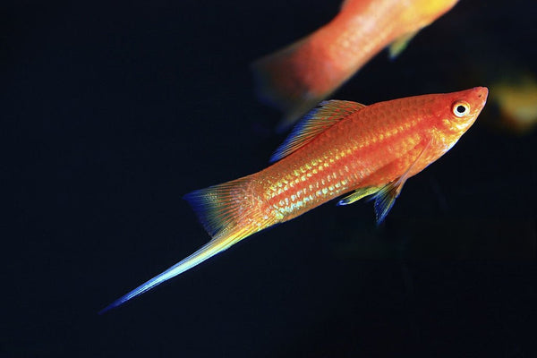 Breeding Swordtails: A Complete Guide