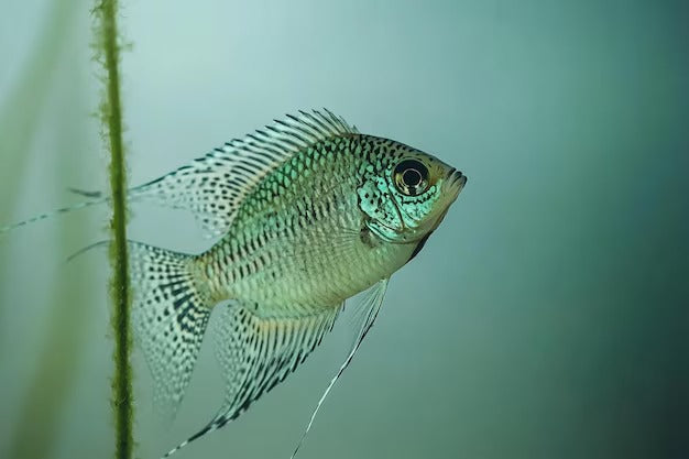 All You Need to Know about Gourami