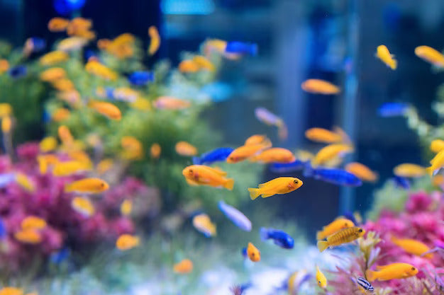 Color Injected Fish Fish pigmentation - How does the environment influence fish colours ...