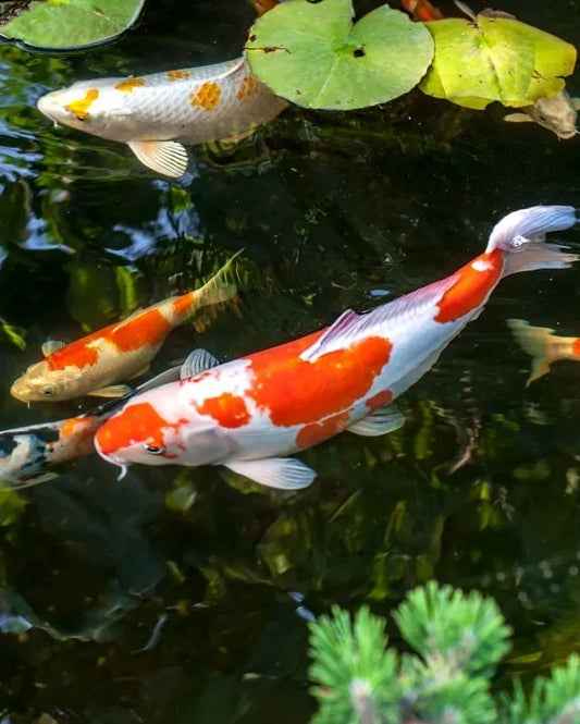 Feeding Koi Fish