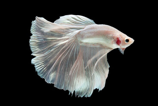 Top 10 Beginner-Friendly Pet Fish Species