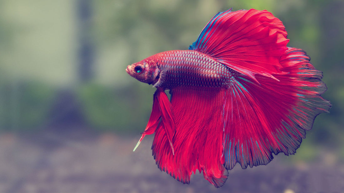 Tailoring the Perfect Environment for Betta Fish