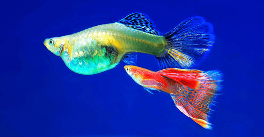 8 Common Mistakes to Avoid When Breeding Guppies