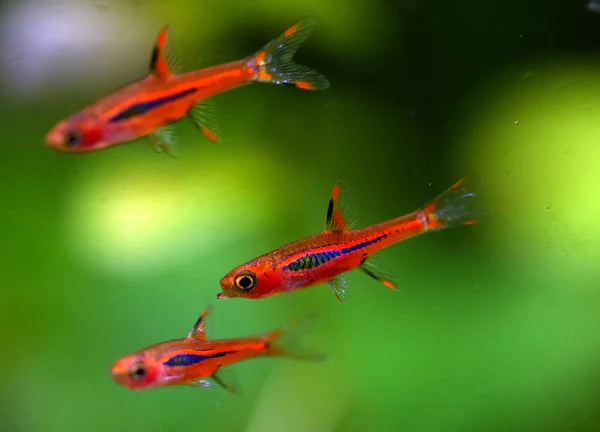 Chili Rasbora feeding guide banner