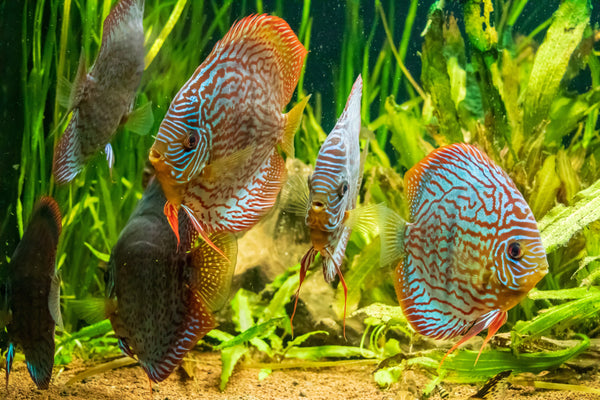 Feeding Platy vs Feeding Discus - Know the Difference!