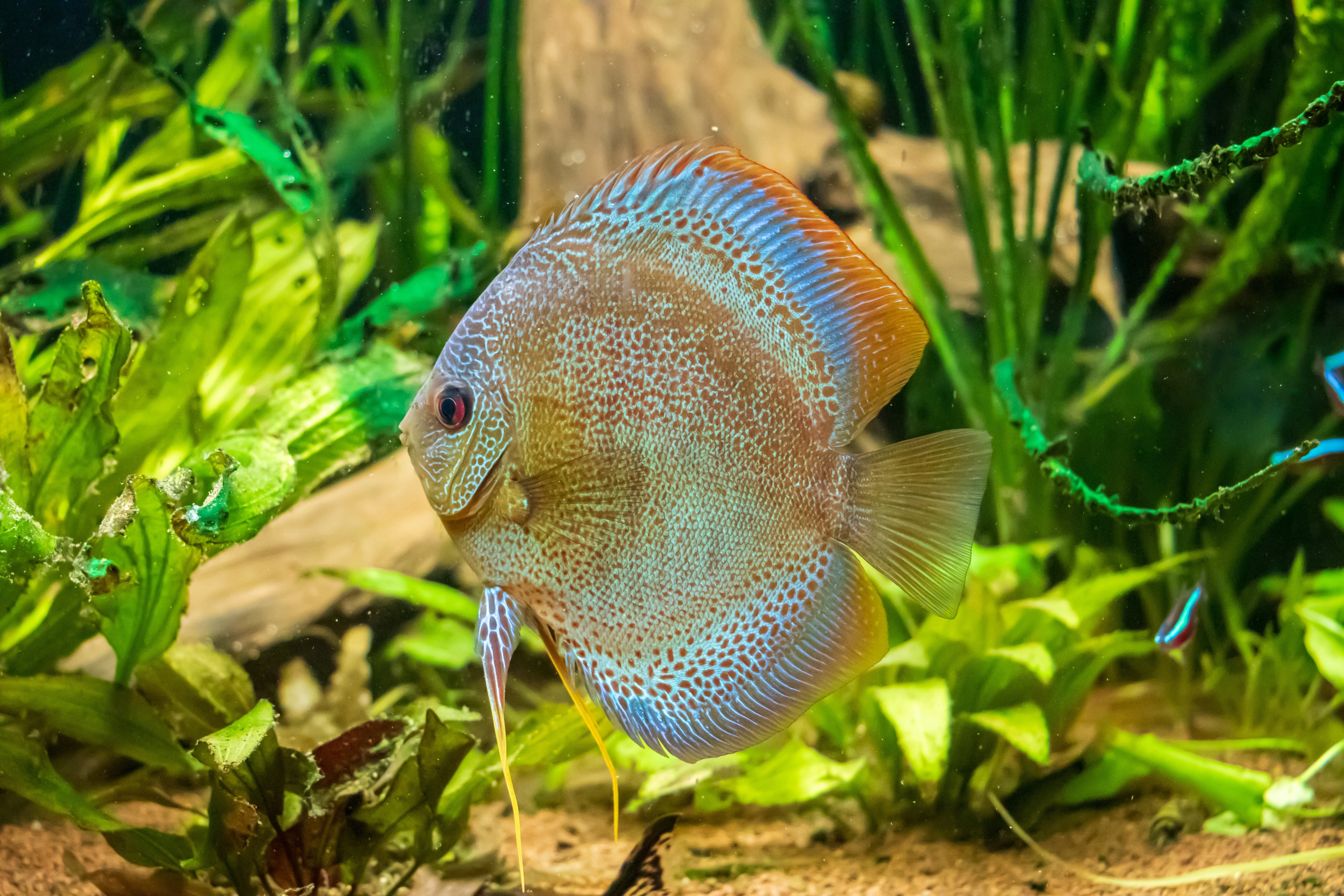 Unheallthy Discus Fish The Ultimate Guide to Feeding Discus Fish: Tips and Best Practices ...
