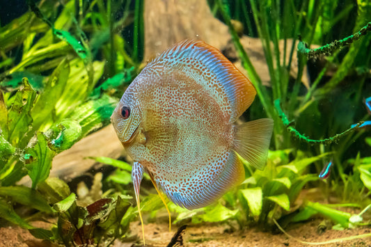 The Ultimate Guide to Feeding Discus Fish: Tips and Best Practices