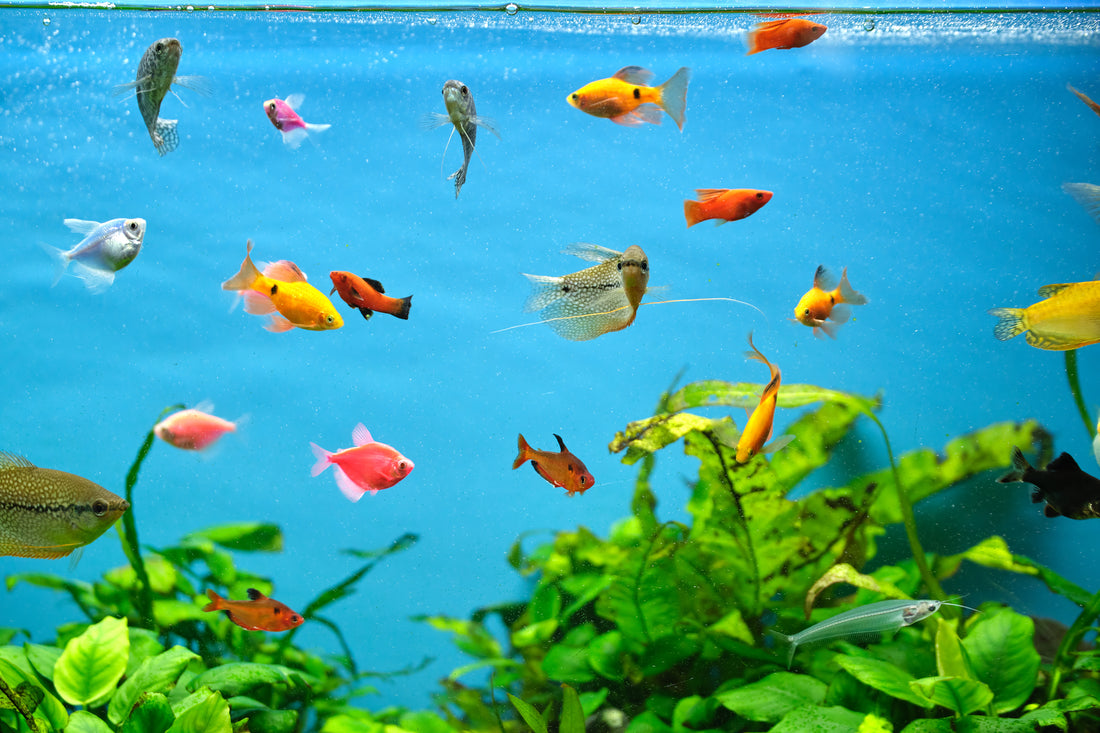 When’s the Best Time to Feed Fish?