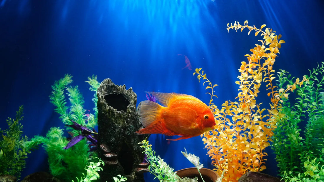 Aquarium fish maintenance hotsell