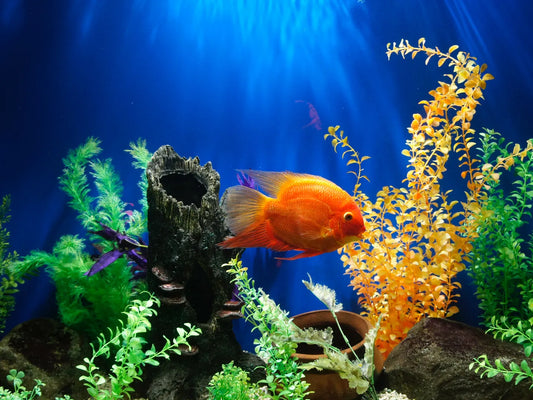 How to Care for Your Fish Tank at Home When Travelling for Over a Month