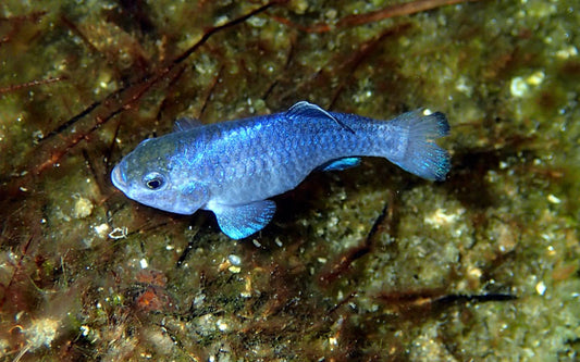 Feeding Devil’s Hole Pupfish - Habits & Dietary Requirements