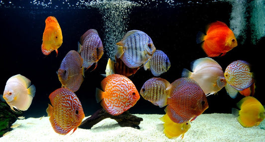 All you need to know about Discus Fish