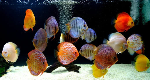 Discus Fish