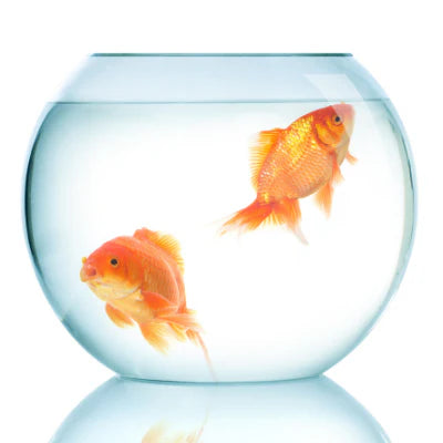 Why kids choose Fish over other Pets?